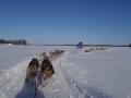 Levi (Lapponia) Escursione con i cani da slitta