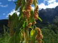 La quinoa coltivata da Nicoletta a Monno