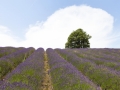 05_Lavanda