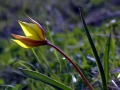 Tulipano alpino